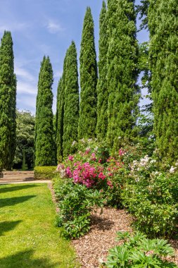 Fransa 'nın Le Chatellier şehrinde Yukarı Brittany' nin güzel botanik bahçesinde selvi (Cupressus cinsi) sıraları