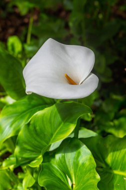 Fransa 'nın Le Chatellier kentindeki Yukarı Brittany Botanik Bahçesi' nde güzel beyaz zambak (Zantedeschia) yakında.