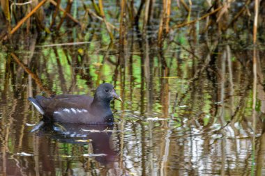 Yüzen ve suya yansıyan su tavuğu olarak bilinen gencin portresi (Gallinula kloropus).