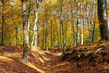 Hollanda, Ede 'deki Hoekelum malikanesinde kayın ağaçlarıyla çevrili sonbahar ormanı manzarası.