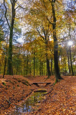 Hollanda, Ede 'deki Hoekelum malikanesinde kayın ağaçlarıyla çevrili sonbahar ormanı manzarası.