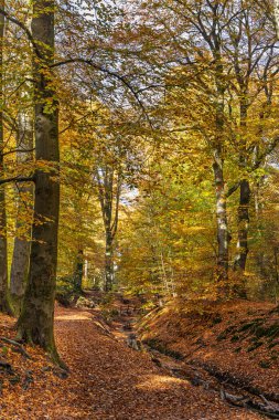 Hollanda, Ede 'deki Hoekelum malikanesinde kayın ağaçlarıyla çevrili sonbahar ormanı manzarası.