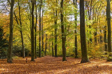 Sonbahar orman manzarası. Kayın ağaçları parlak renklerde.