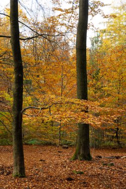 Sonbahar orman manzarası. Kayın ağaçları parlak renklerde.