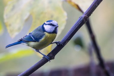 Portrait of a blue tit (cyanistes caeruleus) pereched on branch of tree