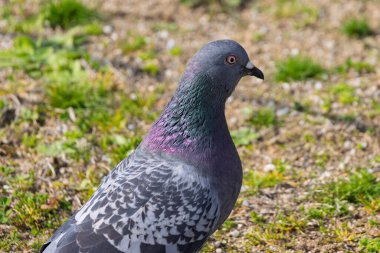 Japonya 'nın Himeji kentindeki Himeji kalesinde Kaya Güvercini (Columba livya)
