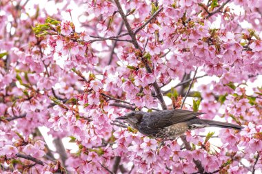 Kahverengi kulaklı bulbul (Hypsipetes amaurotis) Japonya 'da Kyoto' daki sakura çiçeklerinden bal yiyor