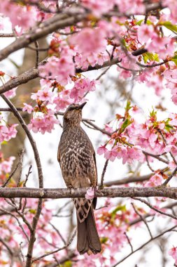 Kahverengi kulaklı bulbul (Hypsipetes amaurotis) Japonya 'da Kyoto' da sakura çiçeklerinin arasına tünemiştir.