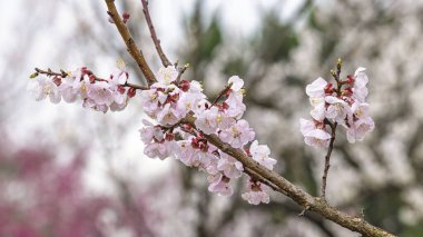 Japonya 'da ilkbaharda çiçek açan kiraz ağaçları Sakura' ya yakın..