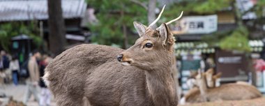 Nara parkında yaşayan vahşi sika geyiği, tanrıların kutsal habercileri, Nara şehrinde, Honshu adasının eski başkenti, eski Japonya