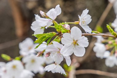 Kiraz ağacı Sakura çiçeklerine yakın plan