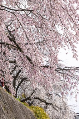 Japonya 'nın Kyoto şehir merkezindeki Kamo nehrinin kıyısında güzel çiçek açan kiraz ağaçları (Sakura)