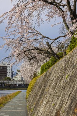 Japonya 'nın Kyoto şehir merkezindeki Kamo nehrinin kıyısında güzel çiçek açan kiraz ağaçları (Sakura)