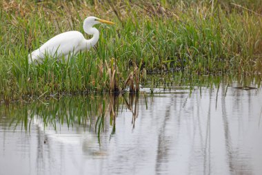 Büyük beyaz bir balıkçıl (Andrea Alba) gagasında küçük bir balıkla bataklık çimlerinde yürür. Doğa, vahşi yaşam, su ve sakin sahneler için ideal..