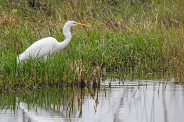 Büyük bir beyaz balıkçıl (Andrea Alba), durgun yüzeyde sakin bir yansıma ile sudaki çim lokmalarını yemek için bataklıkta yürür. Doğa, vahşi yaşam, su ve sakin sahneler için ideal..