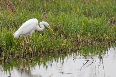 Bir büyük beyaz balıkçıl (Andrea Alba) bataklık çimlerinde uzun turuncu gagası durgun yüzeyde sakin bir yansımayla suya doğru yürür. Doğa, vahşi yaşam, su ve sakin sahneler için ideal..