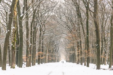 Çıplak ağaçlarla kaplı karla kaplı bir orman yolu mesafeye kadar uzanıyor ve sakin bir kış manzarası yaratıyor. Kar gövdelerine ve dallarına yapışır. Huzurlu bir yürüyüş ve sessiz bir yansıma çağırır..
