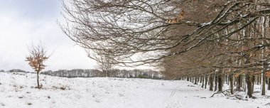 Sakin bir kış sahnesi, karla kaplı bir tarla, sağda çıplak ağaçlardan oluşan bir çizgi ve solda sessiz bir ışıkla kaplı bulutlu bir gökyüzünün altında küçük bir ağaç gösterir..