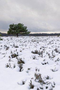Sessiz bir kış sahnesi, karla kaplı ovada duran tek bir çam ağacını gösterir. Kardan bakan sert çalılar ve bulutlu bir gökyüzü, sakin ve geniş bir hava yaratır..