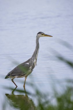Mavi balıkçıl (Ardea herodias) sığ suda uzun boynu gölü incelerken dimdik ayakta durur. Sakin sahne, sakin mavi suya yansıyan doğal yaban hayatı ve dingin yansımalarını vurguluyor..