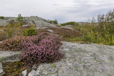 İsveç 'in Tjorn Adası' ndaki gri kayalar arasında mor funda çiçek açar. Engebeli, engebeli, doğal bir manzara seyrek ağaçlar ve bulutlu bir gökyüzü doğa ve seyahat temalarını çağrıştırıyor..
