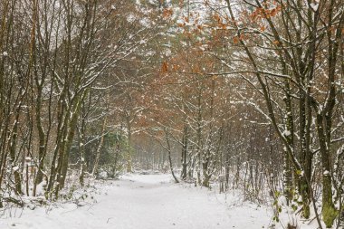Hollanda 'da sakin bir kış sahnesinde karla kaplı bir orman yolu, çıplak ağaçlar ve narin portakal yaprakları sakin, sessiz yalnızlık ve mevsimsel güzelliği çağrıştırıyor..
