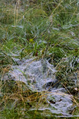 Yüksek çimenler arasında yağmur damlalarıyla kaplı büyük örümcek ağları ile arka plan