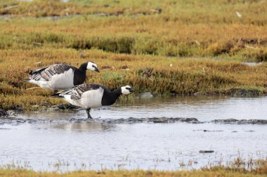 Doğu Seweden kıyısındaki Oland Adası 'nda kaya midyesi kazı (Branta lökopisi)
