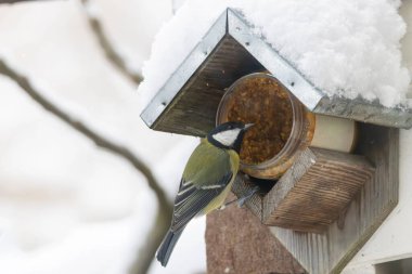 A great tit (Parus major) perches at a rustic wooden bird feeder with peanut butter in a snowy Netherlands backyard, seeds visible inside. The scene conveys calm nature moments and the bond between birds and gardeners.
