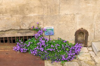 Sokakta çiçek açan campanula bitkisi boyunca biyolojik çeşitlilik işareti