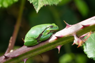 European Treefrog (Hyla arborea) sits in the sun on a branch of