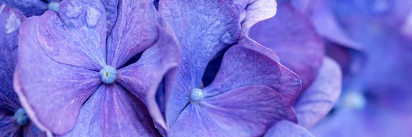 Hortensia фіолетовий квітка — стокове фото