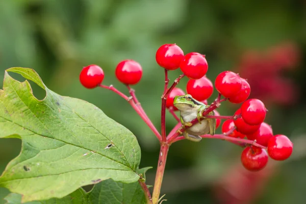 European Treefrog (Hyla arborea) hanging on red berries — Stock Photo, Image