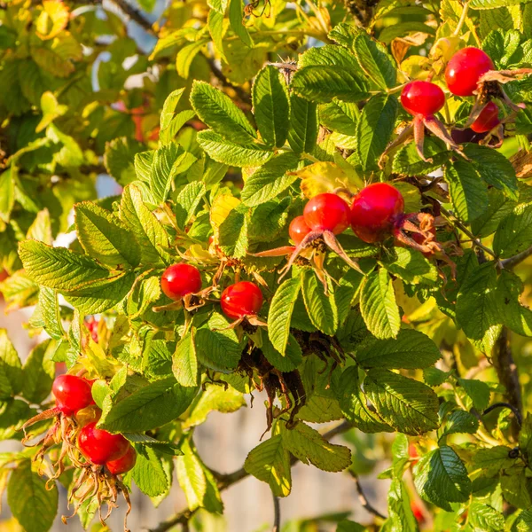 Rosehips, wild berries of a rose in autumn — Stock Photo, Image