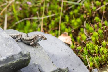 Ortak kertenkele veya Zootoca vivipara