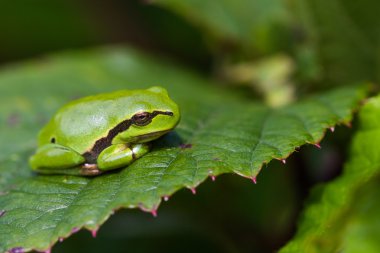 Avrupa Treefrog (yeşil arborea)