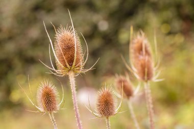 Kurutulmuş Teasel (Dipsacus fullonum)