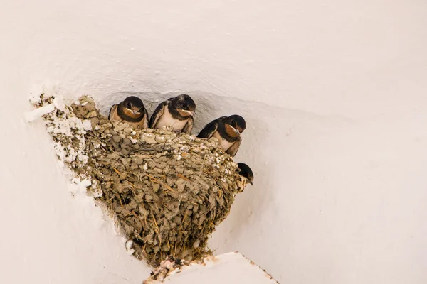 Nido con cuatro golondrinas de granero joven (Hirundo rustica ) — Foto de Stock