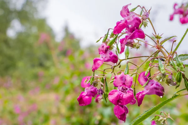 Himalaya Balsam veya polis memurunun kask Tam pembe çiçek — Stok fotoğraf