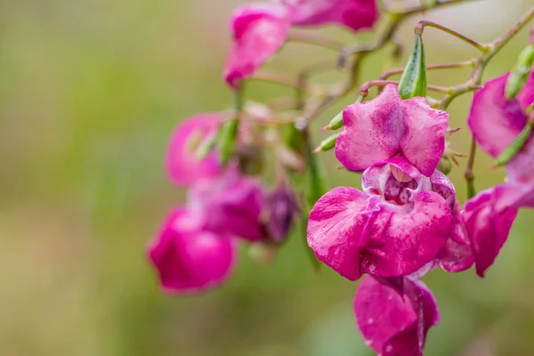 Himalaya Balsam of policeman's helm in volledige roze bloei — Stockfoto