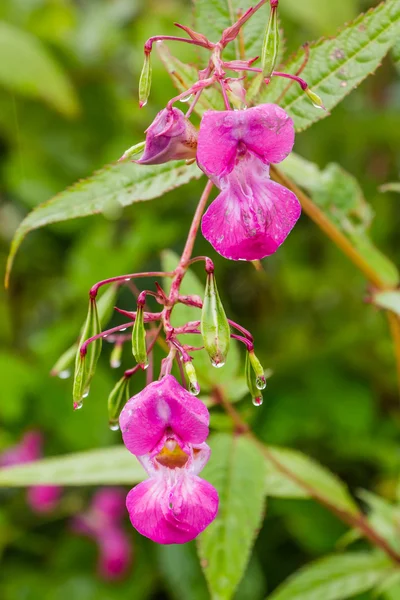 Himalayan Balsam or policeman's helmet in full pink bloom — Stock Photo, Image