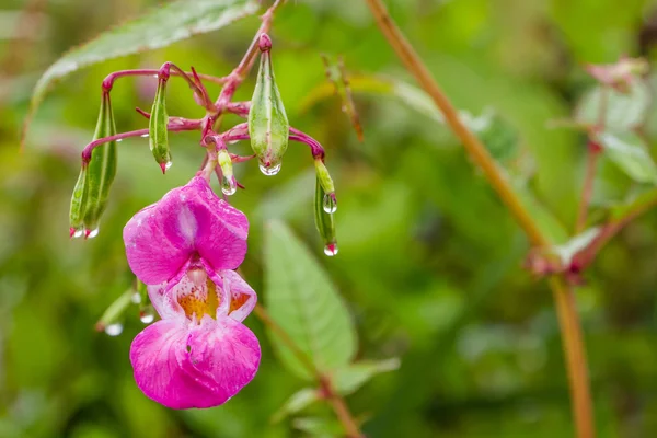 Himalaya Balsam of policeman's helm in volledige roze bloei — Stockfoto