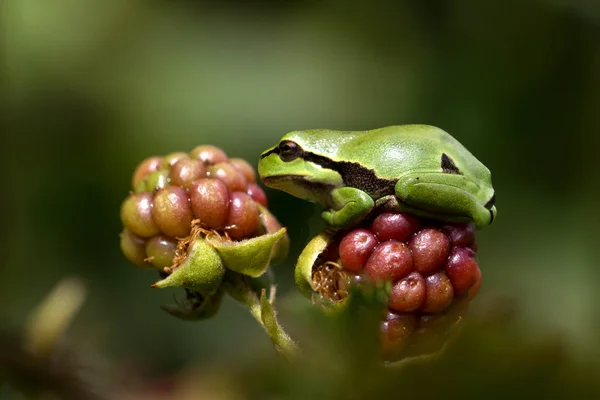 유럽 Treefrog (Hyla arborea) — 스톡 사진