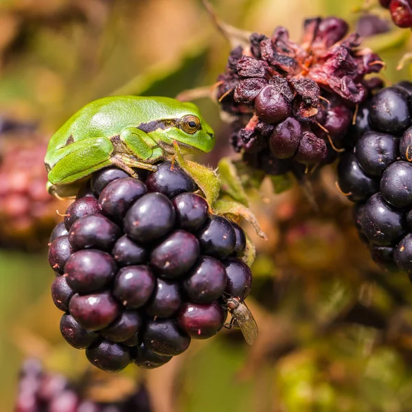European Treefrog (Hyla arborea) between ripe blackberries — Stock Photo, Image