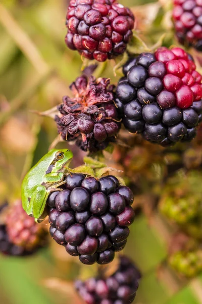 Európai avivoca (Berke arborea) közötti érett szeder — Stock Fotó