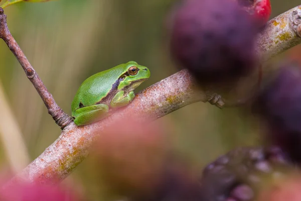 유럽 Treefrog (Hyla arborea) — 스톡 사진