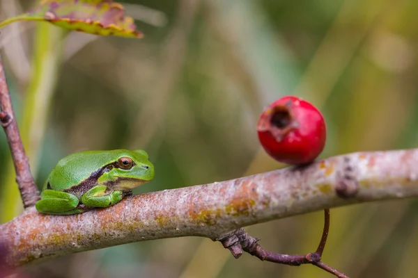 유럽 Treefrog (Hyla arborea) — 스톡 사진