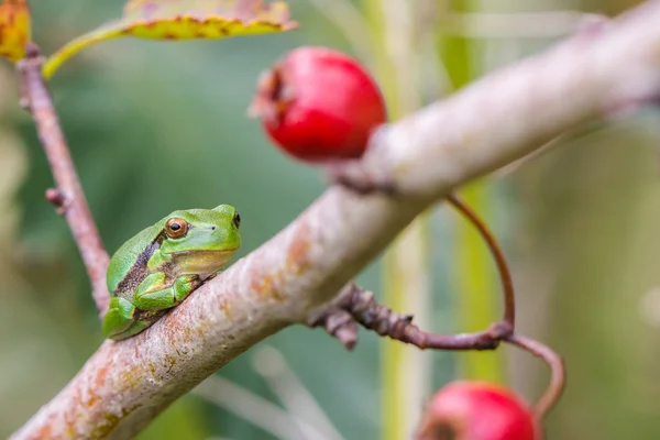 European Treefrog (Hyla arborea) — Stock Photo, Image