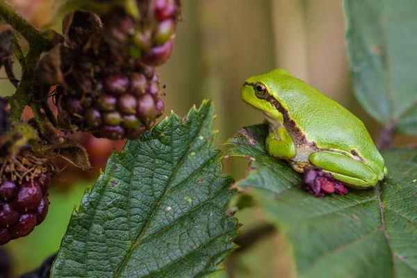 European Treefrog (Hyla arborea) — Stock Photo, Image