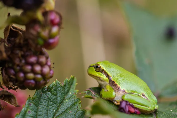유럽 Treefrog (Hyla arborea) — 스톡 사진